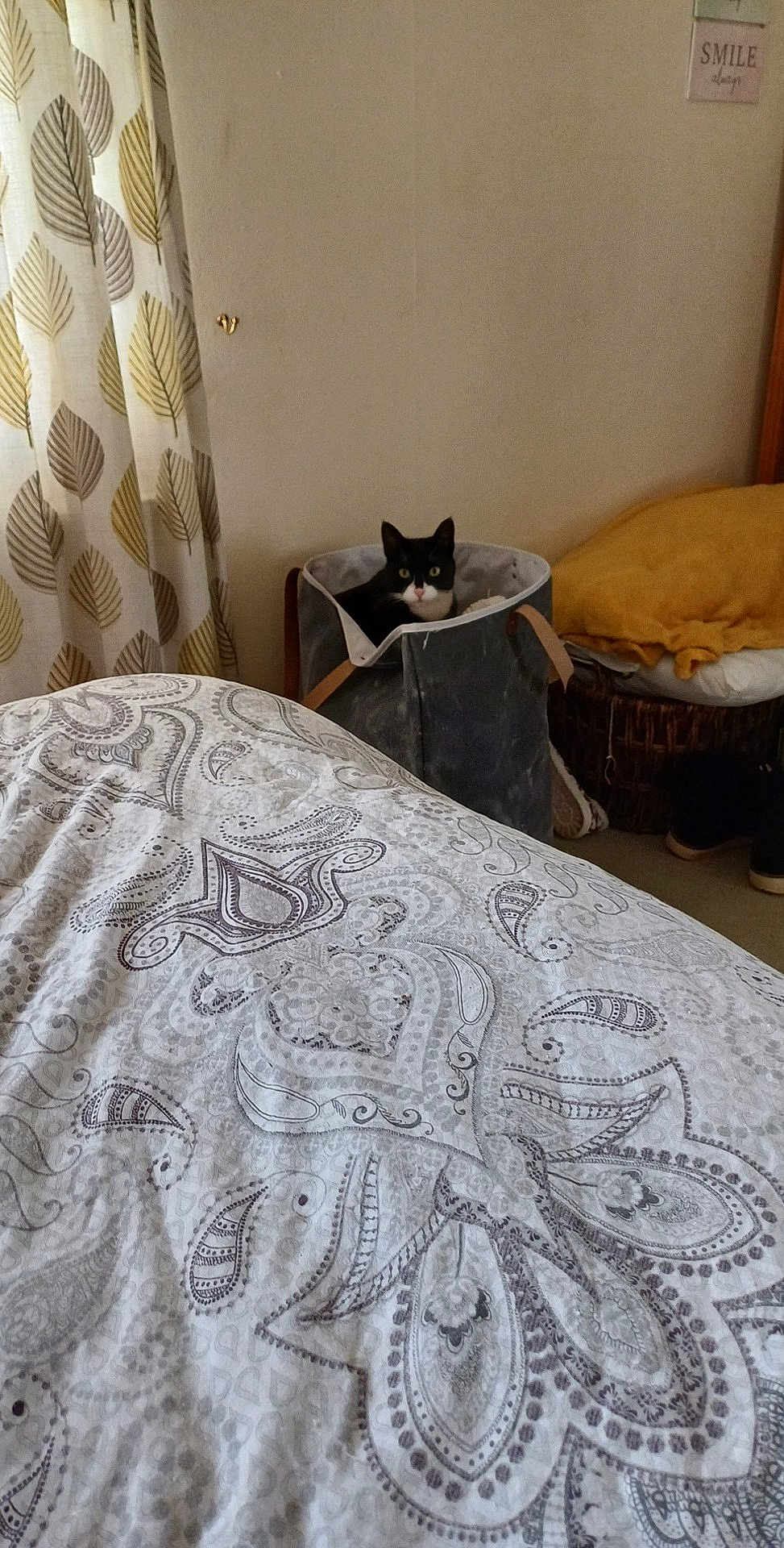 Pipple joined the competition — help win amazing prizes! cat, bedroom, bedding, blanket, basket, curtains, pillow, furniture, indoor, decor, patterned, black_and_white_cat, cozy, soft, floor, household, resting, pet, curious, fabric