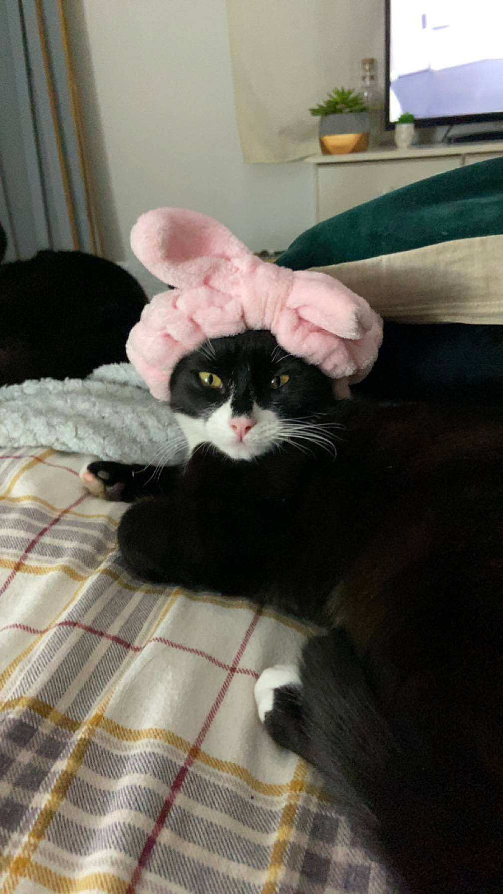 Big Lad is registered to the contest to win money with this photo: black_cat, carnivore, cat, claw, comfort, couch, domestic_short_haired_cat, felidae, fur, linens, pattern, paw, plaid, room, sitting, small_to_medium_sized_cats, tail, tartan, tree, whiskers