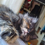 Allison Green joined the competition — help win amazing prizes! animal, blurred, cat, close_up, cozy, cute, domestic_cat, feline, fur, furry, household, indoor, kitten, paw, pet, relaxed, resting, sleepy, soft, young_cat