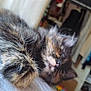 animal, blurred, cat, close_up, cozy, cute, domestic_cat, feline, fur, furry, household, indoor, kitten, paw, pet, relaxed, resting, sleepy, soft, young_cat