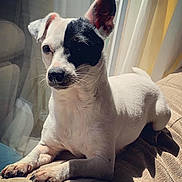 Polly is registered to the contest to win money with this photo: dog, small_dog, white_dog, black_patch, indoor, sunlight, couch, pet, animal, relaxed, window, natural_light, fur, ears, nose, whiskers, paw, shadow, resting, companion