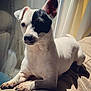 dog, small_dog, white_dog, black_patch, indoor, sunlight, couch, pet, animal, relaxed, window, natural_light, fur, ears, nose, whiskers, paw, shadow, resting, companion