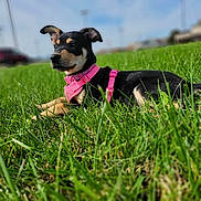 Zoe Ann is registered to the contest to win money with this photo: alert, animal, black_and_tan, canine, daytime, dog, ears, fur, grass, greenery, nature, outdoor, pet, pink_harness, playful, puppy, side_view, snout, sunny, young_dog