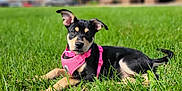 Zoe Ann is registered to the contest to win money with this photo: alert, animal, black_and_tan, building, canine, cute, daytime, dog, ears_up, grass, greenery, harness, lying_down, outdoor, pet, pink_harness, puppy, sky, sunny, young_dog