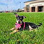 alert, animal, black_and_tan, building, canine, cute, daytime, dog, ears_up, grass, greenery, harness, lying_down, outdoor, pet, pink_harness, puppy, sky, sunny, young_dog