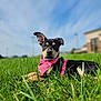 Zoe Ann is registered to the contest to win money with this photo: animal, background_blur, blue_sky, cute, daylight, dog, grass, green_grass, lying_down, nature, one_ear_up, outdoor, pet, pink_harness, playful, portrait, puppy, sky, sunny, young_dog