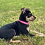 Zoe Ann joined the competition — help win amazing prizes! alert, animal, black, calm, collar, cute, dog, ears, field, fur, grass, lying_down, nature, outdoor, pet, pink_collar, puppy, side_view, tan, young