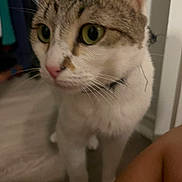 Luna joined the competition — help win amazing prizes! cat, feline, close_up, green_eyes, pink_nose, tabby, white_fur, whiskers, indoor, pet, collar, curious, portrait, paws, wood_floor, doorway, household, domestic_animal, blurry, soft_lighting