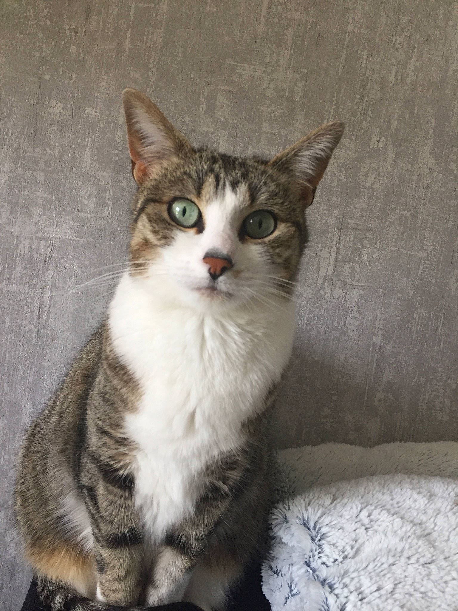 Jaia a rejoint le concours — aidez-le/la à gagner de superbes lots ! aegean_cat, american_wirehair, arabian_mau, asian, australian_mist, carnivore, cat, domestic_short_haired_cat, dragon_li, european_shorthair, felidae, german_rex, kitten, mammal, ojos_azules, small_to_medium_sized_cats, tabby_cat, vertebrate, whiskers