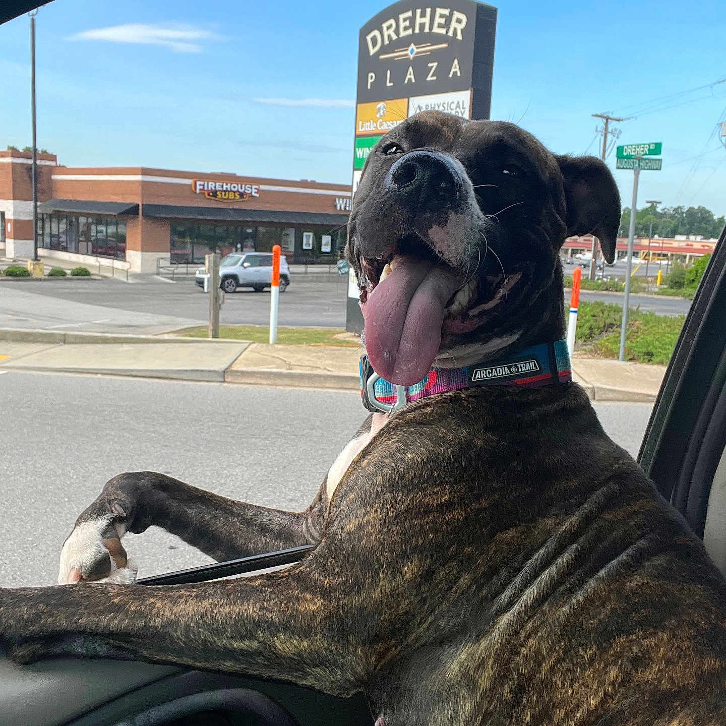 Athena joined the competition — help win amazing prizes! animal, architecture, boxer, building, bulldog, canine, car, city, dog, face, head, outdoors, person, pet, road, shelter, street, transportation, urban, vehicle