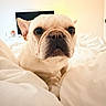 Franny is registered to the contest to win money with this photo: bedroom, blanket, canine, close_up, cozy, curious, dog, domestic_animal, ears, french_bulldog, fur, furniture, indoor, pet, photo_frame, resting, snout, soft_light, television, white
