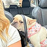 Franny is registered to the contest to win money with this photo: affectionate, animal, backseat, blonde_hair, car_interior, close_up, companion, cute, daylight, dog, french_bulldog, leather_seat, person, pet, pet_harness, pink_harness, portrait, resting, shoulder, window