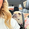 affectionate, animal, black_purse, blonde_hair, car_interior, casual, closeup, companion, cute, dog, french_bulldog, harness, indoor, leather_seat, person_partial, pet, resting, seat, shoulder, window