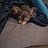 dog, chihuahua, puppy, small_dog, long_hair, brown_fur, large_ears, pet, animal, couch, sofa, blanket, pillow, blue_pillow, indoor, home, cozy, portrait, resting, cute