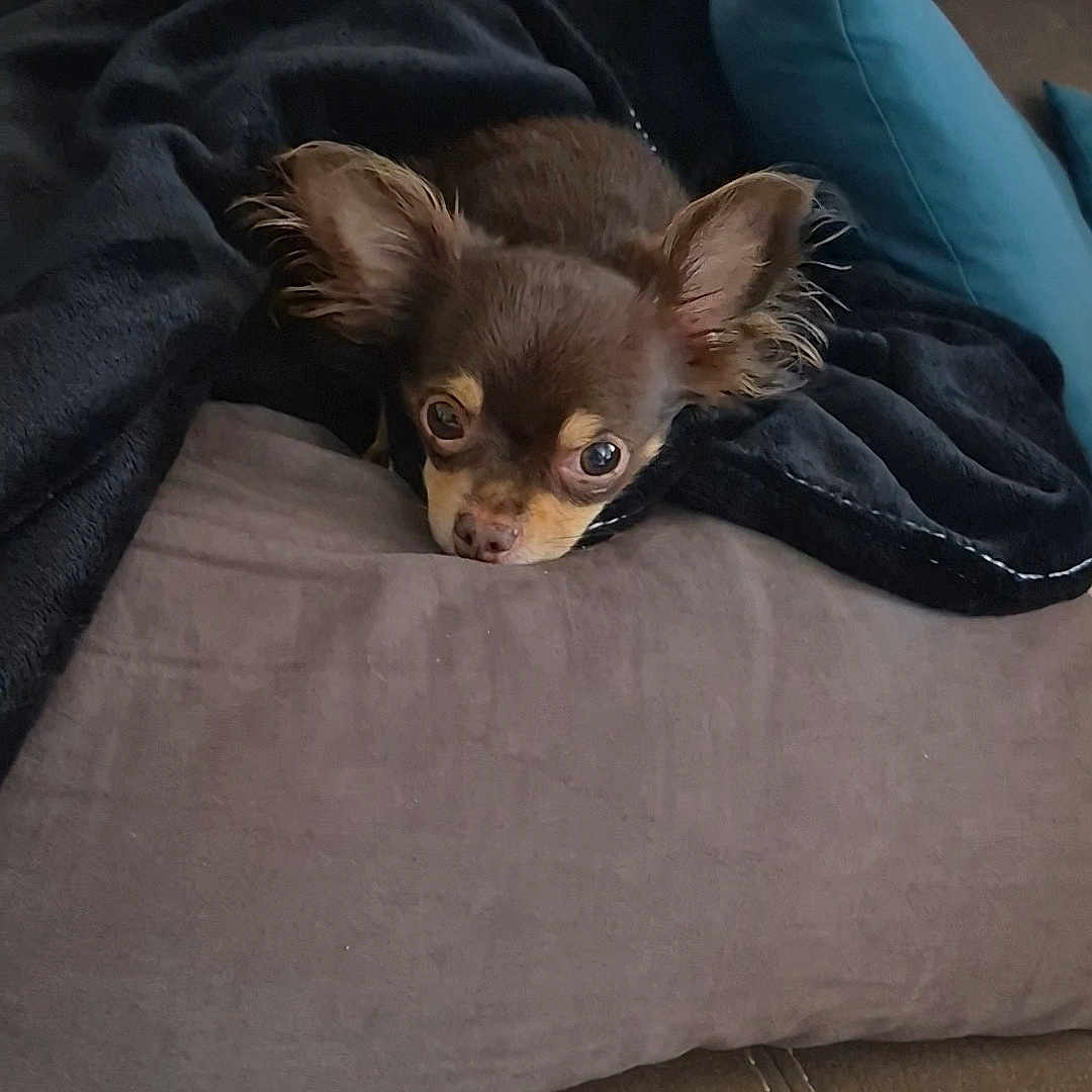 Choco participe au concours pour gagner de l'argent avec cette photo : dog, chihuahua, puppy, small_dog, long_hair, brown_fur, large_ears, pet, animal, couch, sofa, blanket, pillow, blue_pillow, indoor, home, cozy, portrait, resting, cute