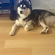 Max is registered to the contest to win money with this photo: dog, husky, indoor, floor, wooden_floor, pet, animal, furry, blue_eyes, lying_down, relaxed, black_and_white, ears, paw, tail, television, furniture, house, domestic, companion