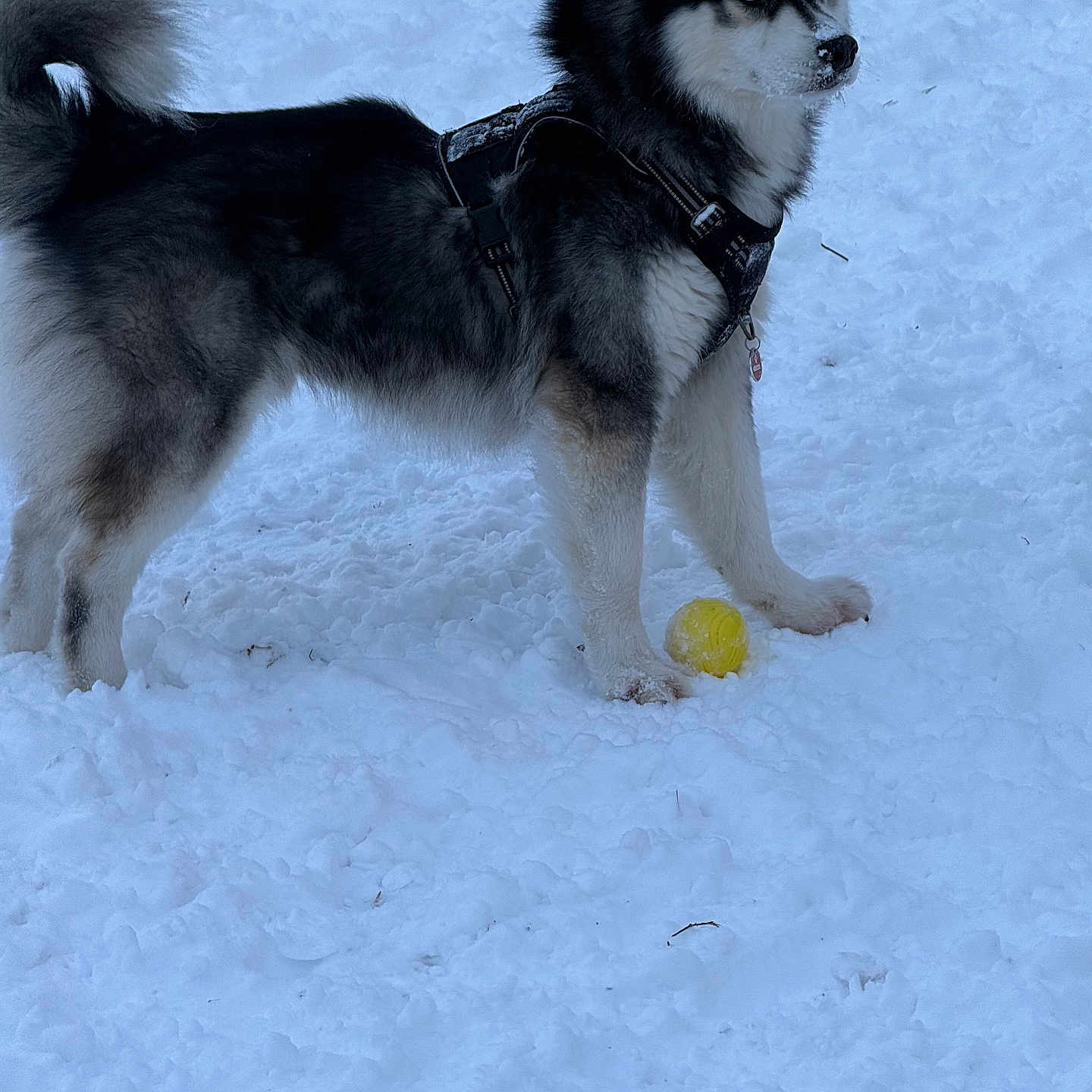 Max joined the competition — help win amazing prizes! alert, animal, blue_eyes, canine, cold, dog, frozen, fur, harness, husky, mammal, nature, outdoor, pet, playful, snow, snowy_ground, standing, winter, yellow_ball
