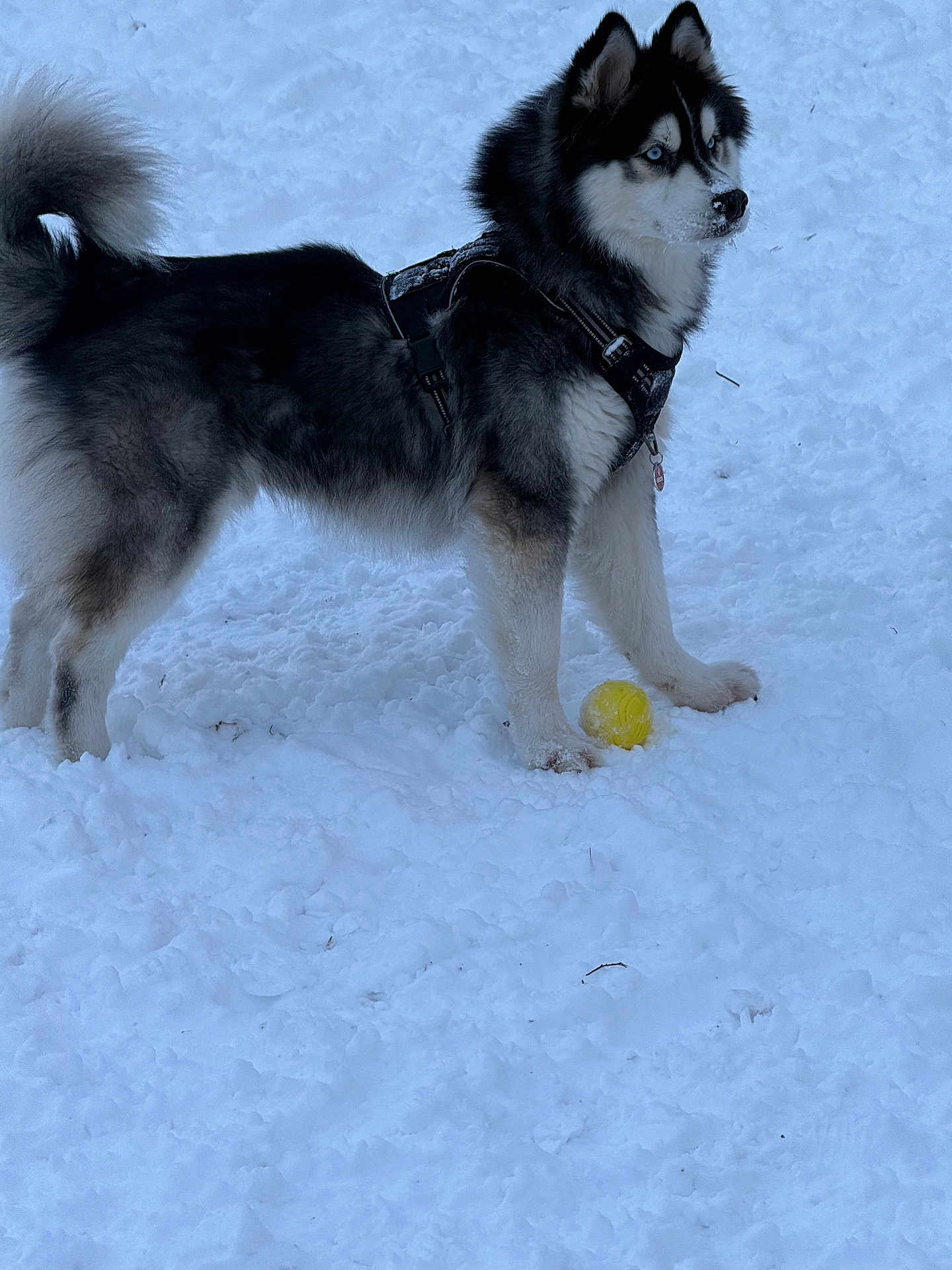Max joined the competition — help win amazing prizes! dog, husky, snow, blue_eyes, fur, harness, yellow_ball, outdoor, winter, animal, pet, playful, alert, canine, cold, nature, snowy_ground, standing, mammal, frozen