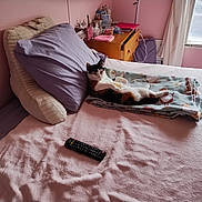 Missy joined the competition — help win amazing prizes! bed, blanket, calico_cat, cat, cozy, curtains, domestic, dresser, feline, furniture, indoor, pet, pillow, pink_wall, purple_pillow, relaxed, remote_control, room, soft_light, window