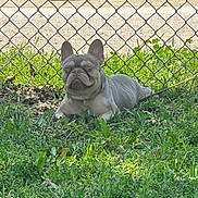 Coconut is registered to the contest to win money with this photo: french_bulldog, dog, grass, outdoor, sunlight, chain_link_fence, pet, animal, relaxed, greenery, daytime, parked_truck, nature, mammal, canine, resting, eyes_closed, summer, leash, quiet