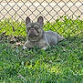 french_bulldog, dog, grass, outdoor, sunlight, chain_link_fence, pet, animal, relaxed, greenery, daytime, parked_truck, nature, mammal, canine, resting, eyes_closed, summer, leash, quiet