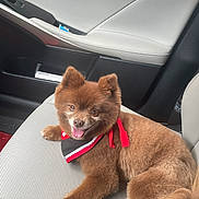 Puff joined the competition — help win amazing prizes! dog, brown, fluffy, bandana, car_interior, car_seat, pet, tongue_out, happy, animal, fur, portrait, cute, canine, smiling, relaxed, indoor, seat, transport, companion