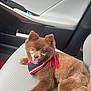 dog, brown, fluffy, bandana, car_interior, car_seat, pet, tongue_out, happy, animal, fur, portrait, cute, canine, smiling, relaxed, indoor, seat, transport, companion
