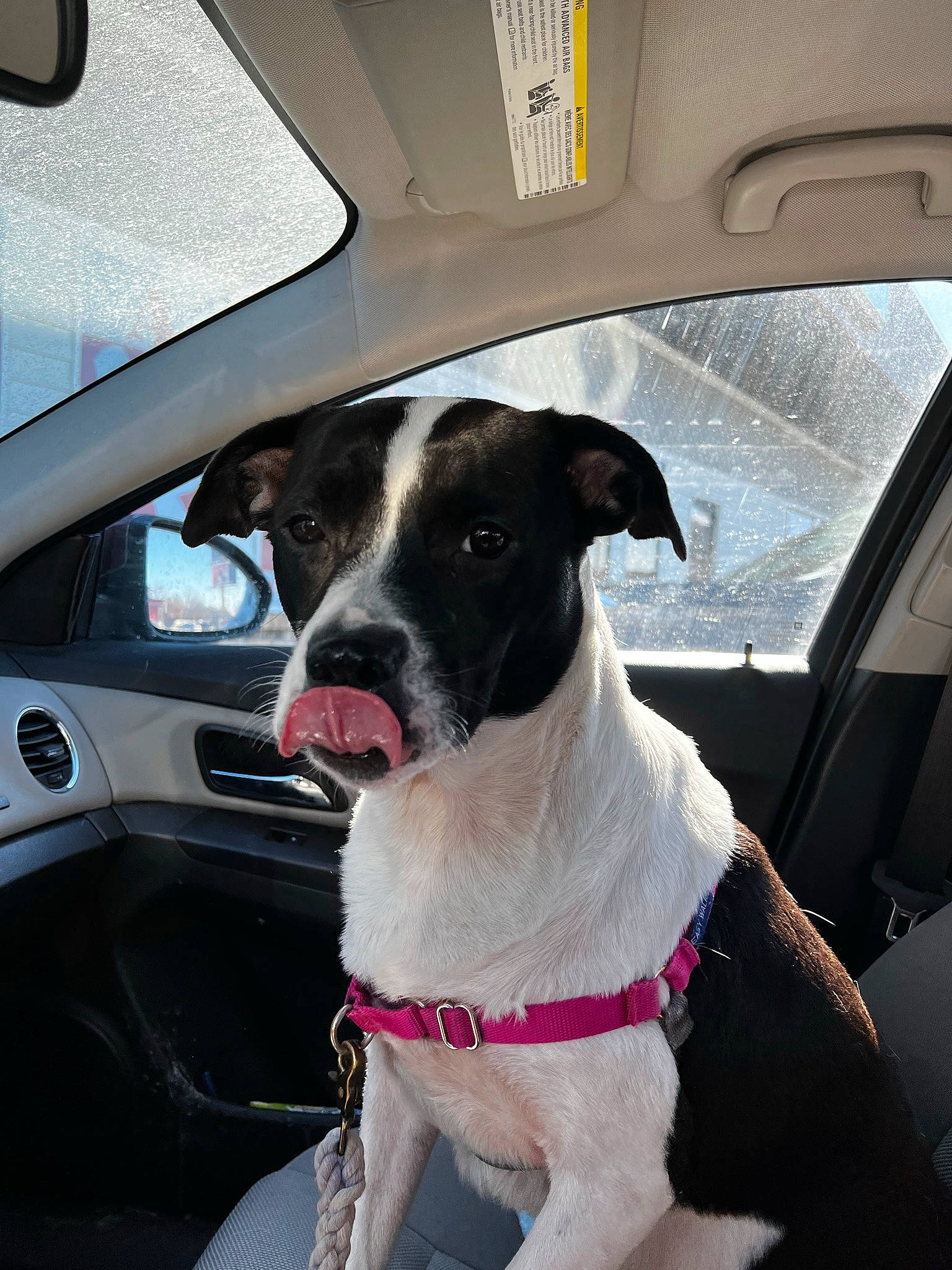 Grace joined the competition — help win amazing prizes! auto_part, automotive_exterior, automotive_lighting, automotive_mirror, car, carnivore, collar, companion_dog, dog, dog_breed, dog_collar, fawn, fixture, motor_vehicle, rear_view_mirror, snout, steering_wheel, vehicle, vehicle_door, window