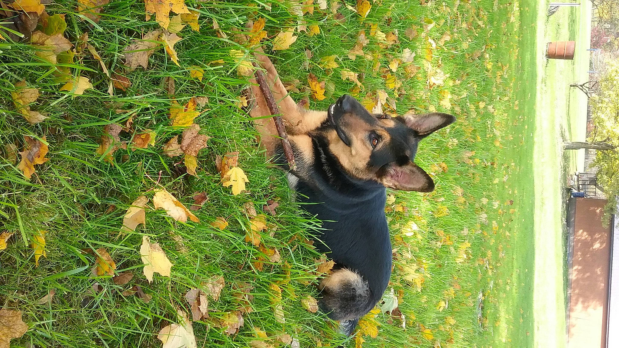 Journee is registered to the contest to win money with this photo: canidae, carnivore, companion_dog, dog, dog_breed, fawn, german_shepherd_dog, grass, groundcover, herding_dog, king_shepherd, mammal, old_german_shepherd_dog, plant, snout, sporting_group, terrestrial_animal, toy_dog, tree, working_animal