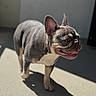 Xena is registered to the contest to win money with this photo: animal, canine, companion, cute, daylight, dog, domestic_animal, ears_up, floor, french_bulldog, happy, outdoor, pet, portrait, shadow, short_hair, standing, sunlight, texture, tongue_out