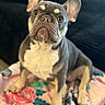 Xena is registered to the contest to win money with this photo: animal, blanket, canine, companion, cute, dog, domestic_animal, ears, floral, french_bulldog, fur, indoor, looking_up, pet, portrait, puppy, sitting, small_dog, wrinkles, young
