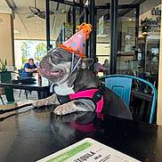 Xena is registered to the contest to win money with this photo: animal, cafe, canine, celebration, chair, dog, french_bulldog, glass_doors, happy, indoor, leash, looking_up, menu, party_hat, people, pet, pink_harness, reflection, seated, table