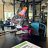 animal, cafe, canine, celebration, chair, dog, french_bulldog, glass_doors, happy, indoor, leash, looking_up, menu, party_hat, people, pet, pink_harness, reflection, seated, table