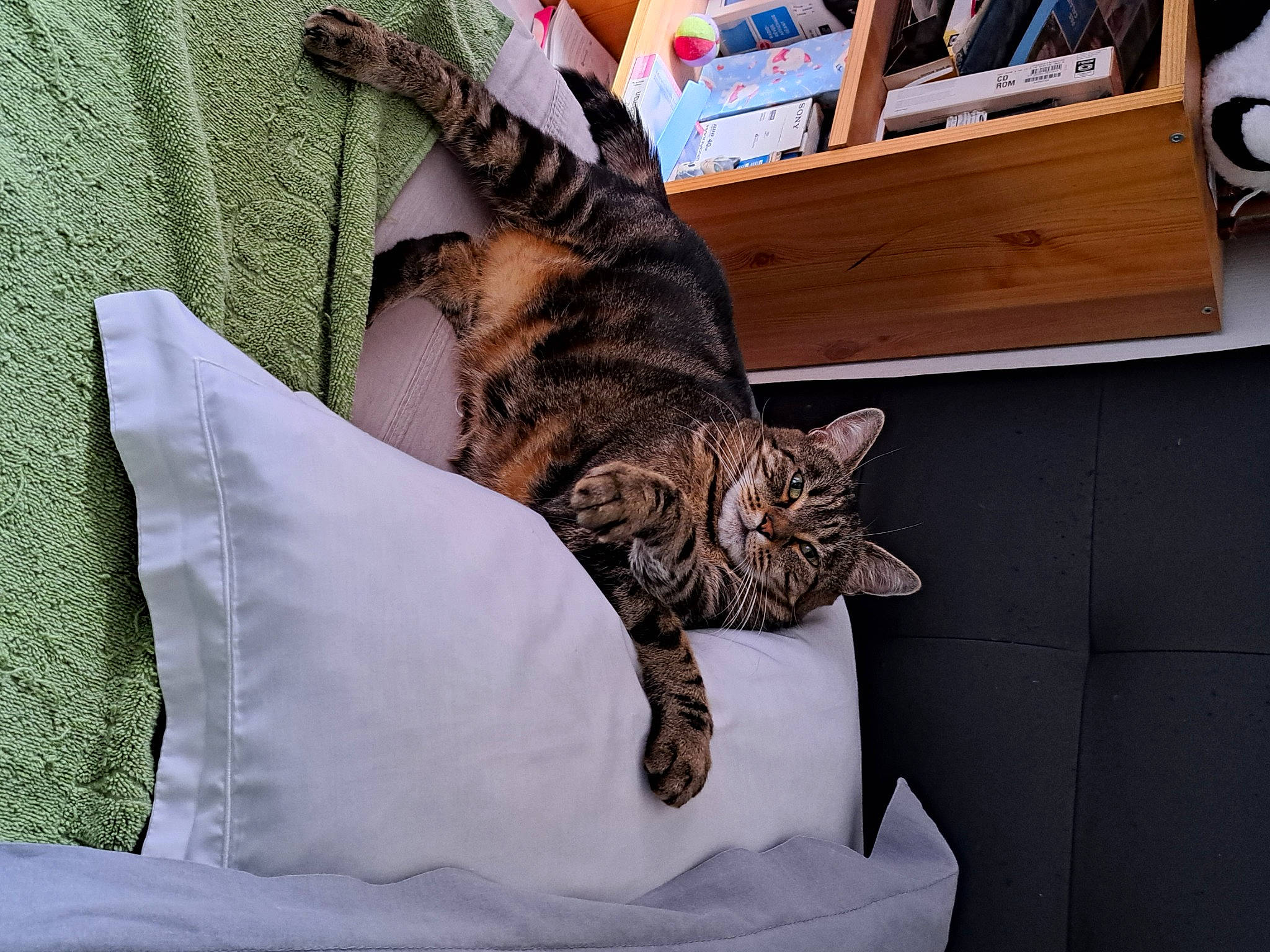 Nala participe au concours pour gagner de l'argent avec cette photo : bedding, carnivore, cat, comfort, couch, domestic_short_haired_cat, fawn, felidae, foot, fur, human_leg, linens, nap, paw, sitting, small_to_medium_sized_cats, snout, tail, terrestrial_animal, whiskers