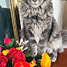 bouquet, cat, decor, ears, eyes, feline, flowers, fluffy, gray_cat, houseplant, indoor, long_hair, mirror, orange_flowers, pet, red_flowers, reflection, sitting, wooden_surface, yellow_flowers