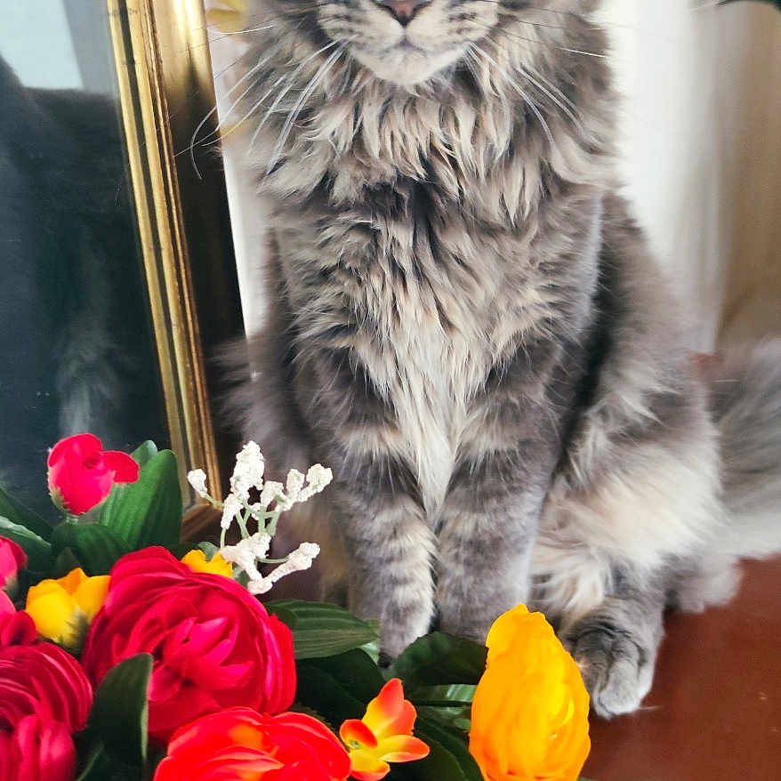 Aslo a rejoint le concours — aidez-le/la à gagner de superbes lots ! bouquet, cat, decor, ears, eyes, feline, flowers, fluffy, gray_cat, houseplant, indoor, long_hair, mirror, orange_flowers, pet, red_flowers, reflection, sitting, wooden_surface, yellow_flowers