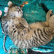 Moon a rejoint le concours — aidez-le/la à gagner de superbes lots ! kitten, cat, sleeping, tabby, fur, pet, animal, cozy, blanket, teal, floral, cute, relaxed, domestic_cat, whiskers, paws, young, resting, feline, striped