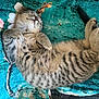 kitten, cat, sleeping, tabby, fur, pet, animal, cozy, blanket, teal, floral, cute, relaxed, domestic_cat, whiskers, paws, young, resting, feline, striped