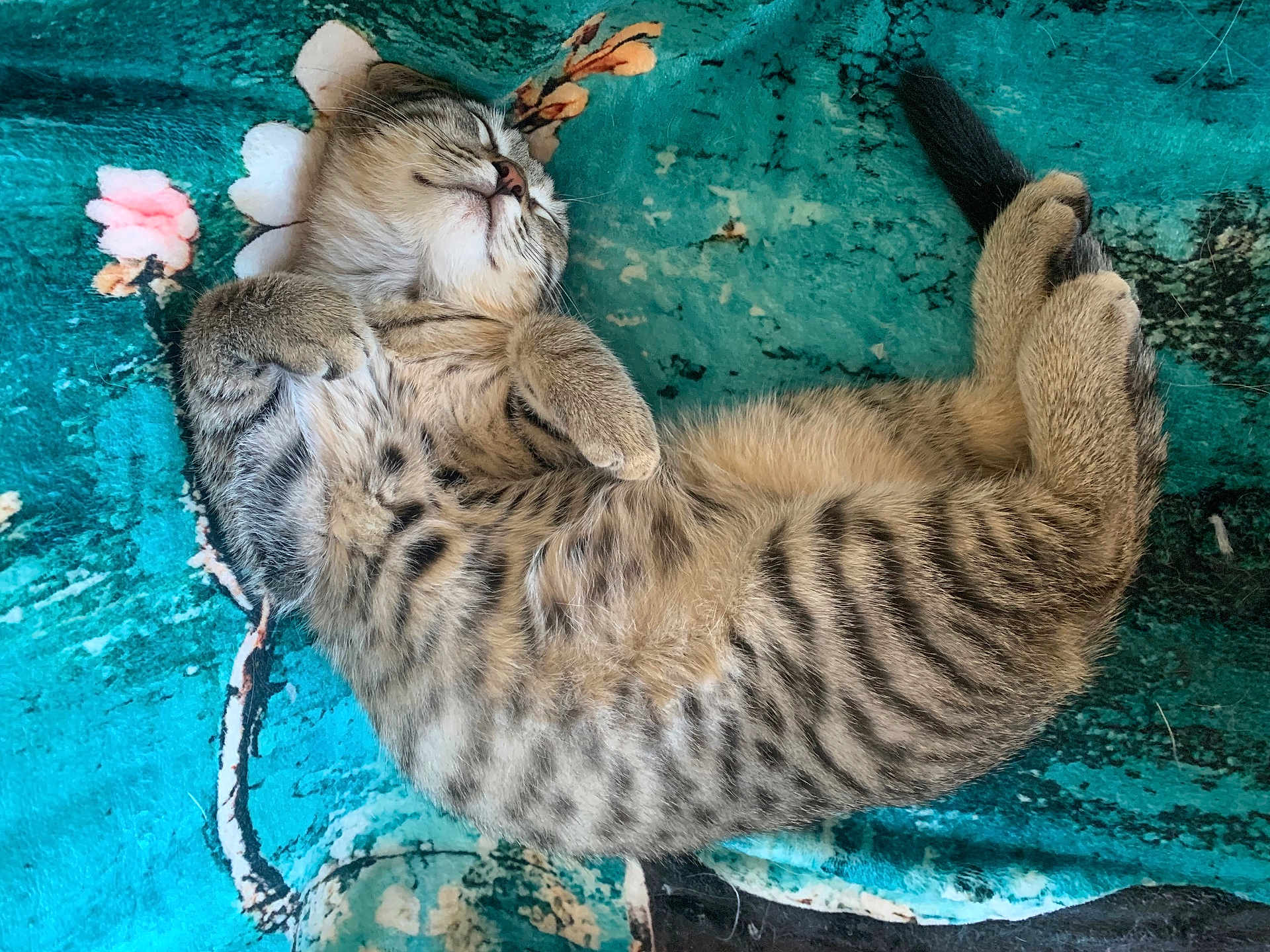 Moon a rejoint le concours — aidez-le/la à gagner de superbes lots ! kitten, cat, sleeping, tabby, fur, pet, animal, cozy, blanket, teal, floral, cute, relaxed, domestic_cat, whiskers, paws, young, resting, feline, striped