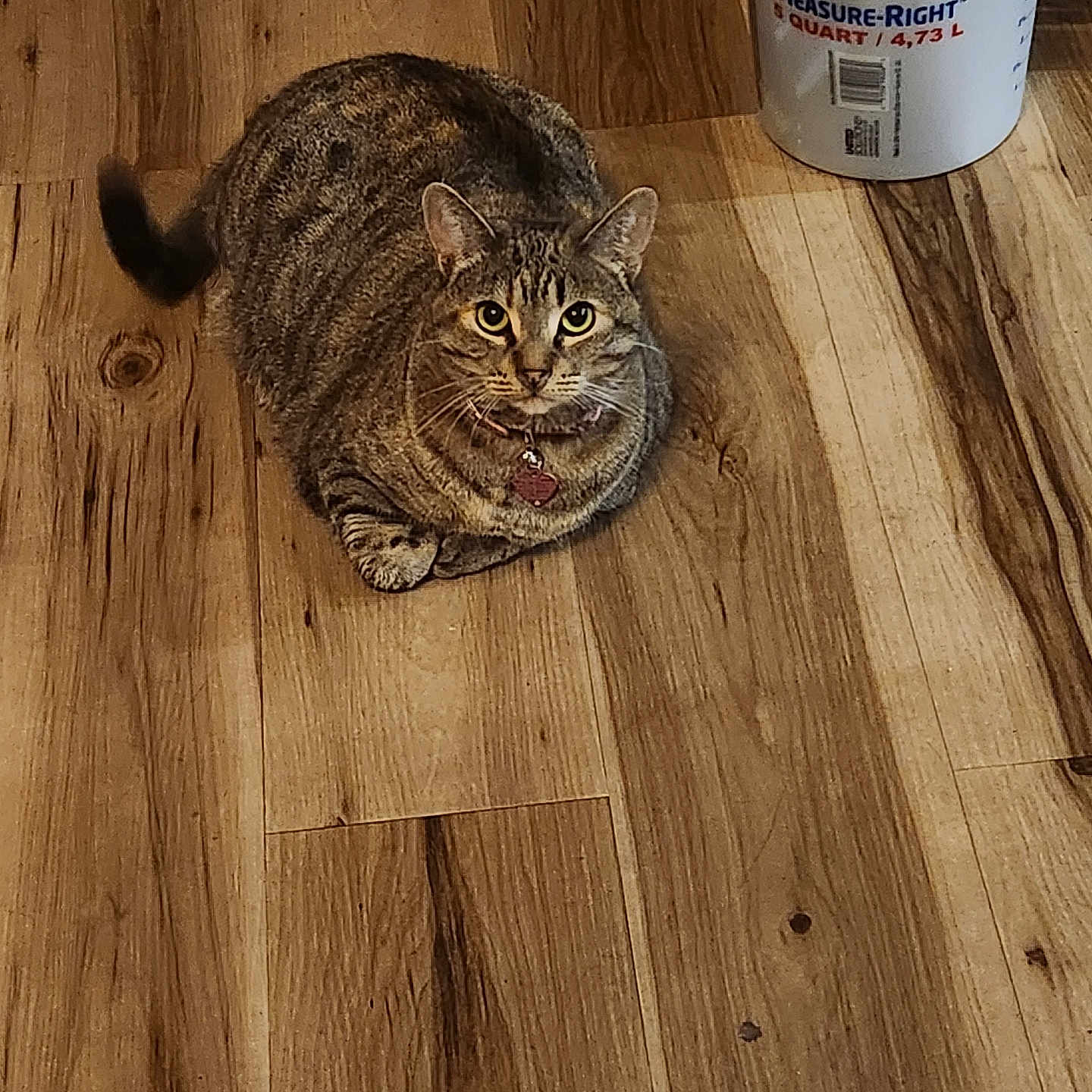 Aria is registered to the contest to win money with this photo: animal, background, bucket, cat, collar, curious, domestic_cat, feline, flooring, fur, home, household, indoor, looking_at_camera, pet, sitting, tabby, tag, tools, wooden_floor