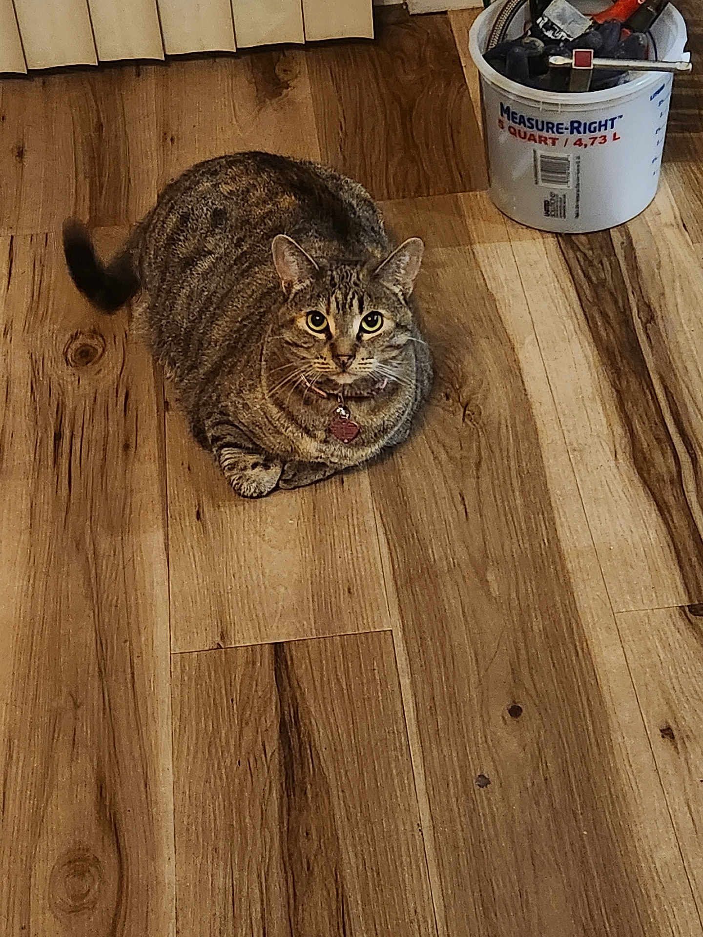 Aria is registered to the contest to win money with this photo: cat, tabby, pet, indoor, wooden_floor, flooring, animal, feline, domestic_cat, collar, tag, looking_at_camera, curious, sitting, household, bucket, tools, background, home, fur