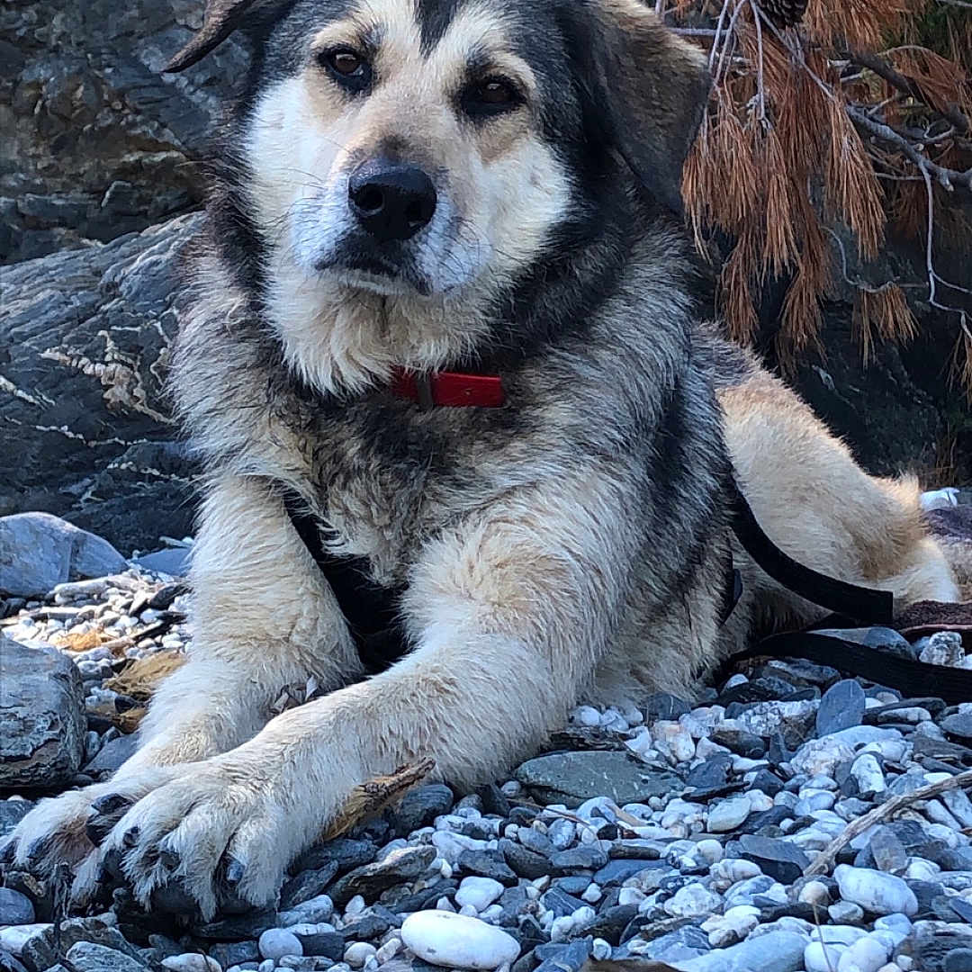 Satine a rejoint le concours — aidez-le/la à gagner de superbes lots ! animal, canine, dog, eskimodog, germanshepherd, hound, husky, nature, outdoors, pebble, pet, plant, puppy, road, rock, rubble, slate, soil, tree, vegetation