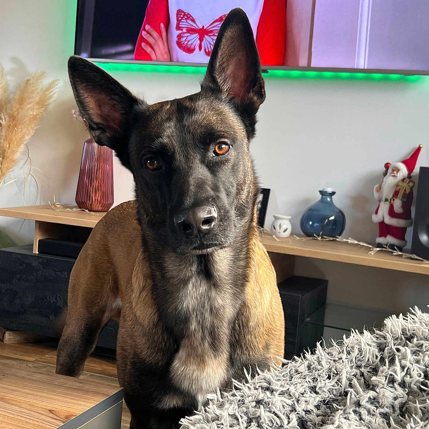 Shadow a rejoint le concours — aidez-le/la à gagner de superbes lots ! animal, baby, canine, computerhardware, dog, dogbed, electronics, face, germanshepherd, hardware, hardwood, head, indoors, interiordesign, monitor, person, pet, screen, tv, wood