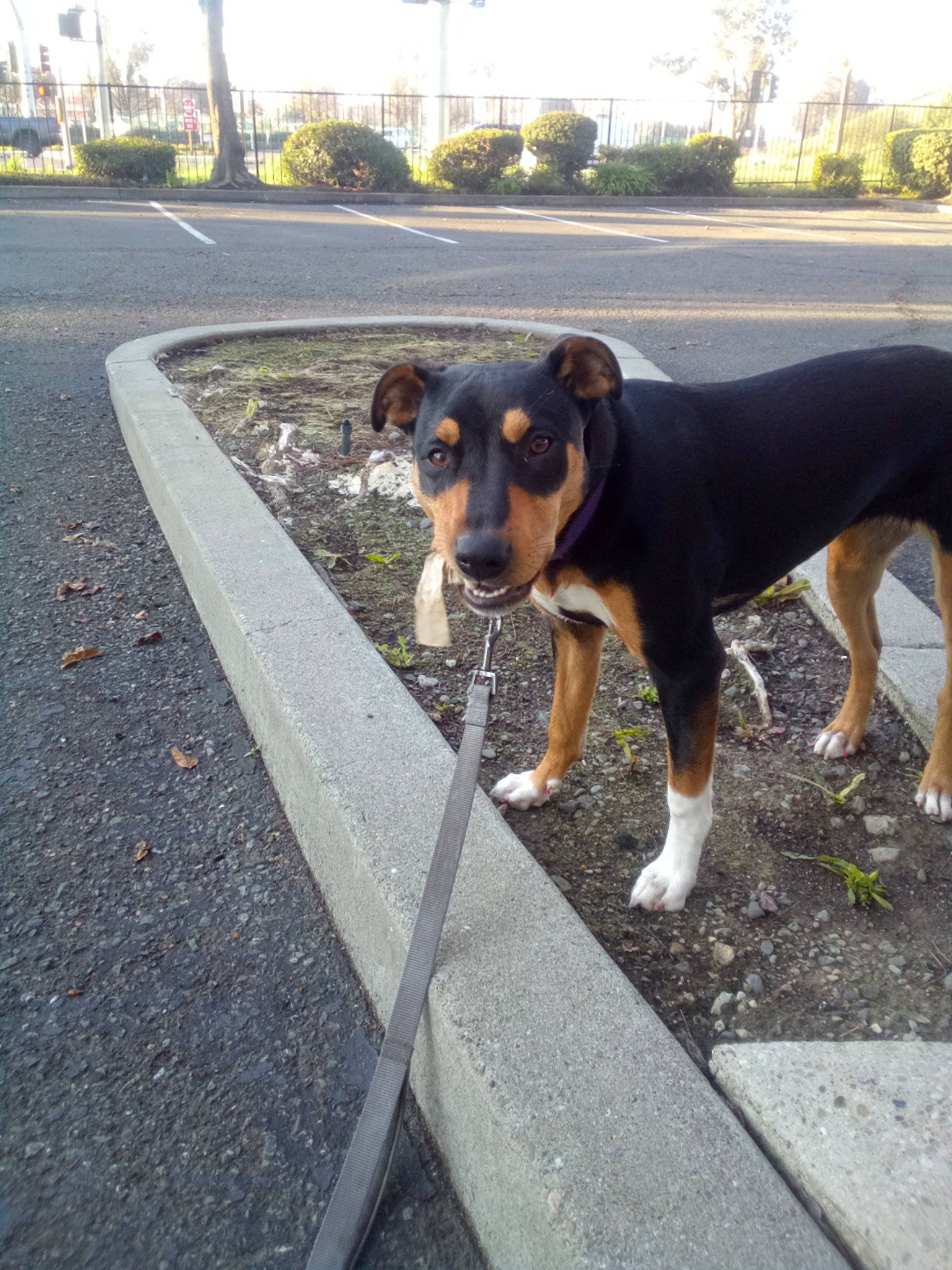 Sadie is registered to the contest to win money with this photo: asphalt, building, canidae, carnivore, collar, companion_dog, dog, dog_breed, landscape, plant, road_surface, sidewalk, sky, snout, sporting_group, tail, tar, tree, working_animal, working_dog