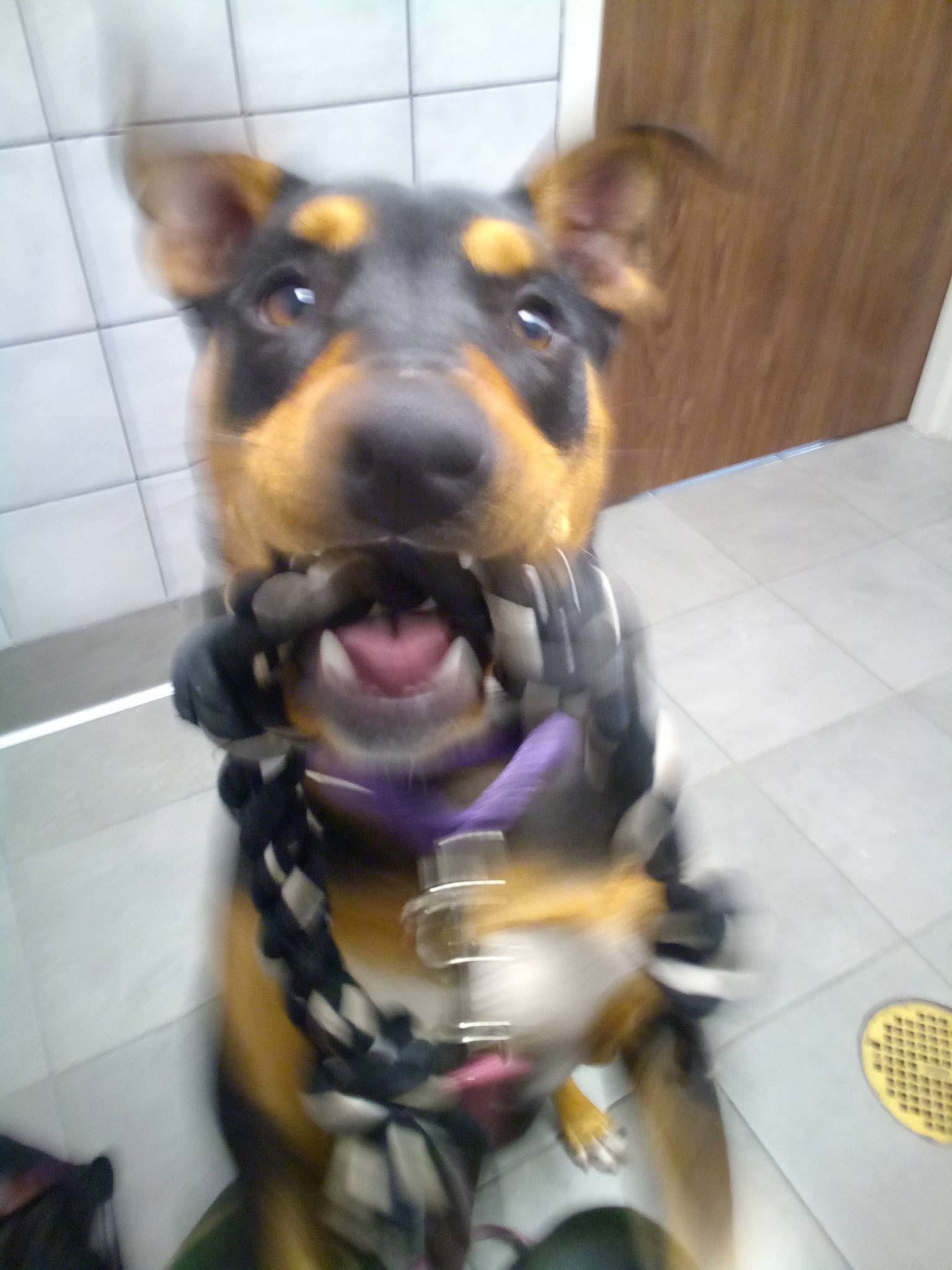 Sadie joined the competition — help win amazing prizes! art, canidae, carnivore, companion_dog, dog, dog_breed, dog_supply, fur, guard_dog, personal_protective_equipment, snout, sporting_group, whiskers, working_animal, working_dog