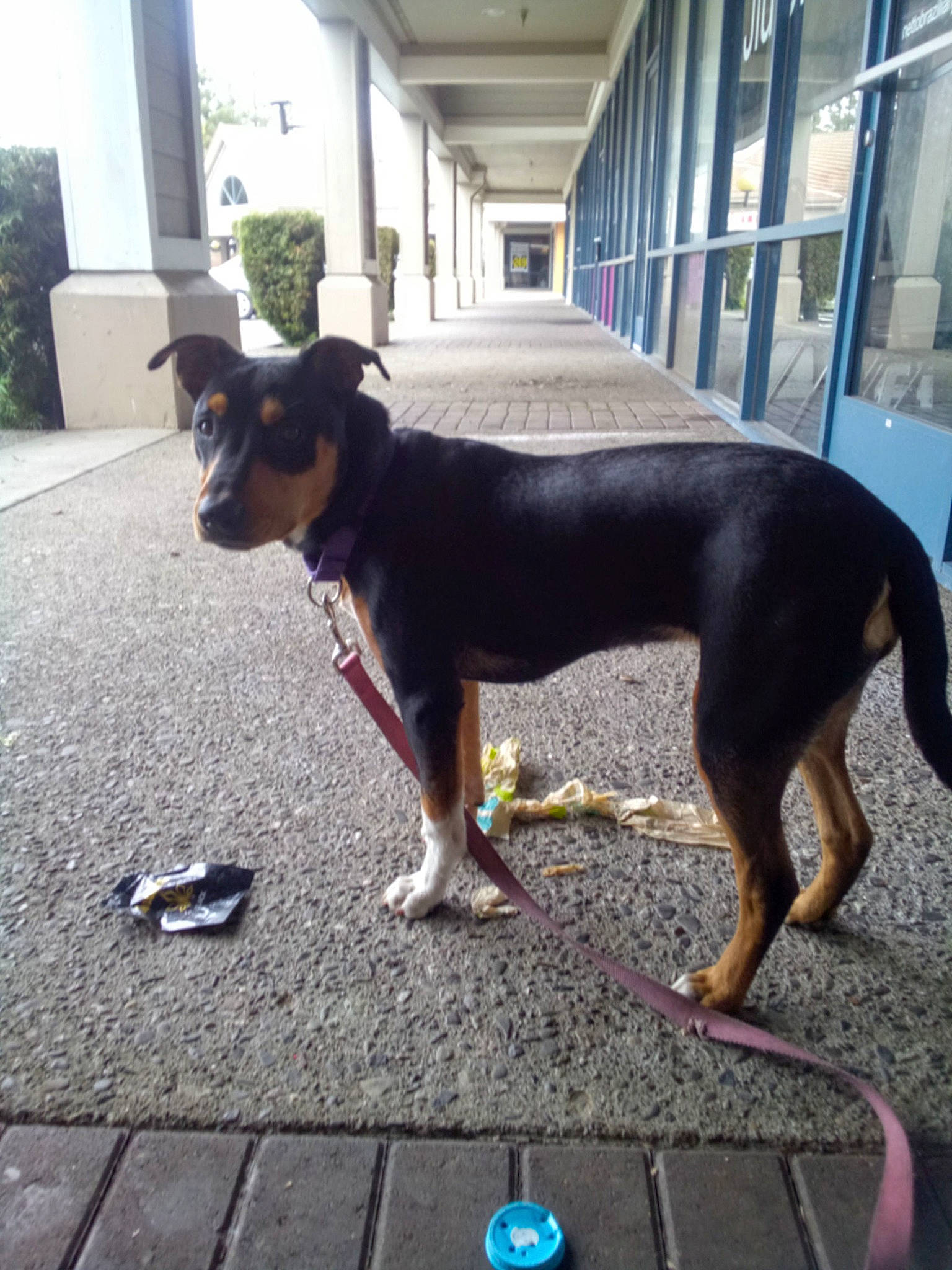 Sadie is registered to the contest to win money with this photo: asphalt, canidae, carnivore, collar, companion_dog, dog, dog_breed, dog_supply, fawn, flooring, guard_dog, houseplant, plant, road_surface, snout, sporting_group, tail, window, working_animal, working_dog