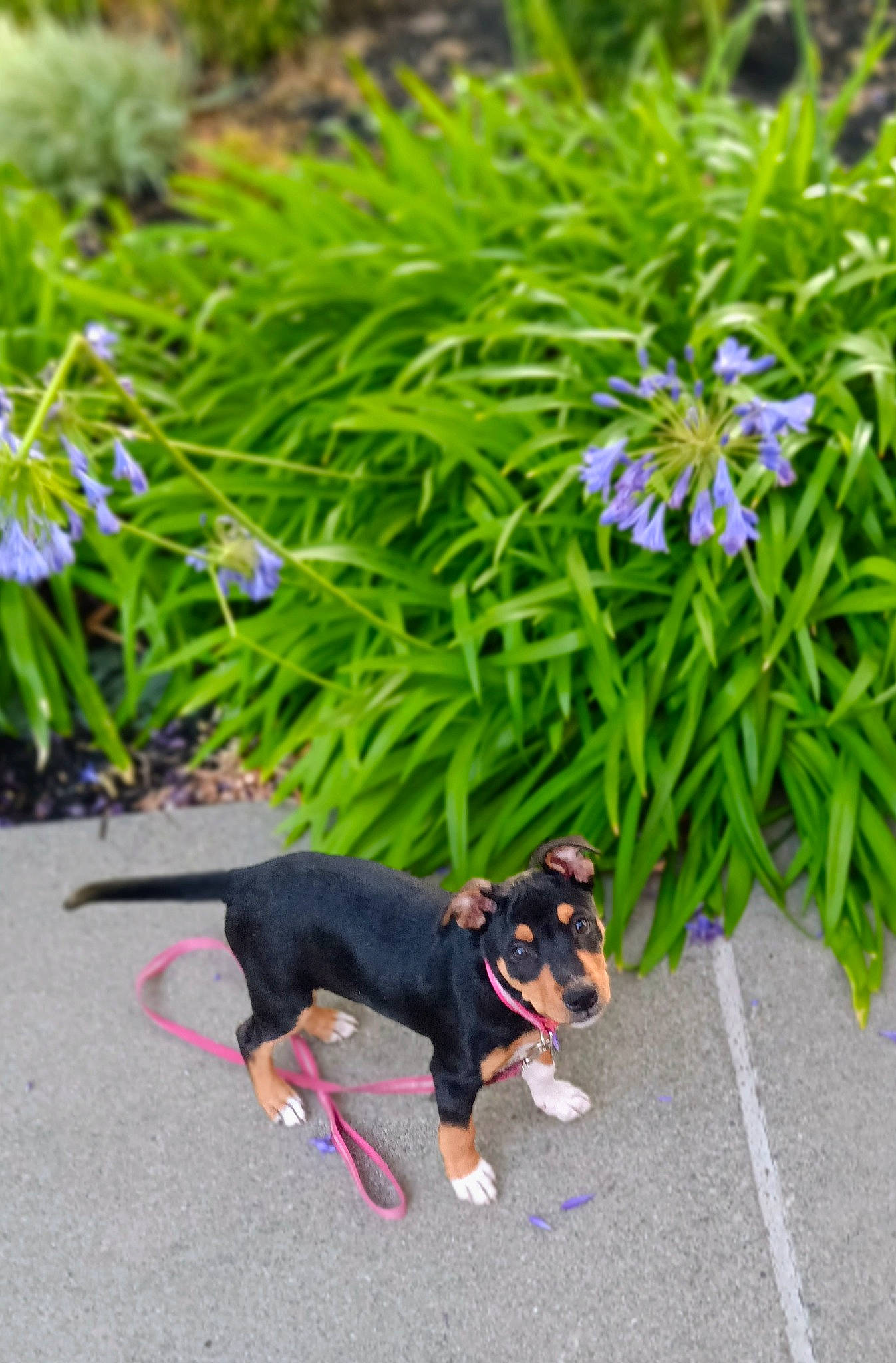 Sadie is registered to the contest to win money with this photo: carnivore, collar, companion_dog, dog, dog_breed, electric_blue, flower, flowering_plant, garden, grass, grass_family, groundcover, pet_supply, plant, shrub, sporting_group, tail, terrestrial_plant, working_animal, working_dog