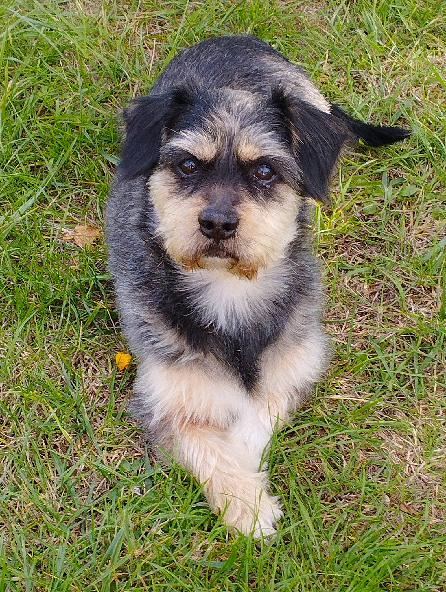 Louping a rejoint le concours — aidez-le/la à gagner de superbes lots ! ancient_dog_breeds, canidae, carnivore, companion_dog, corgi_chihuahua, dog, dog_breed, fur, grass, groundcover, plant, snout, soil, sporting_group, street_dog, terrestrial_animal, terrier, toy_dog, whiskers, working_dog