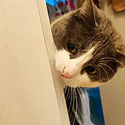 Gribouille a rejoint le concours — aidez-le/la à gagner de superbes lots ! abyssinian, animal, cat, closet, cupboard, furniture, kitten, manx, pet, siamese, wood