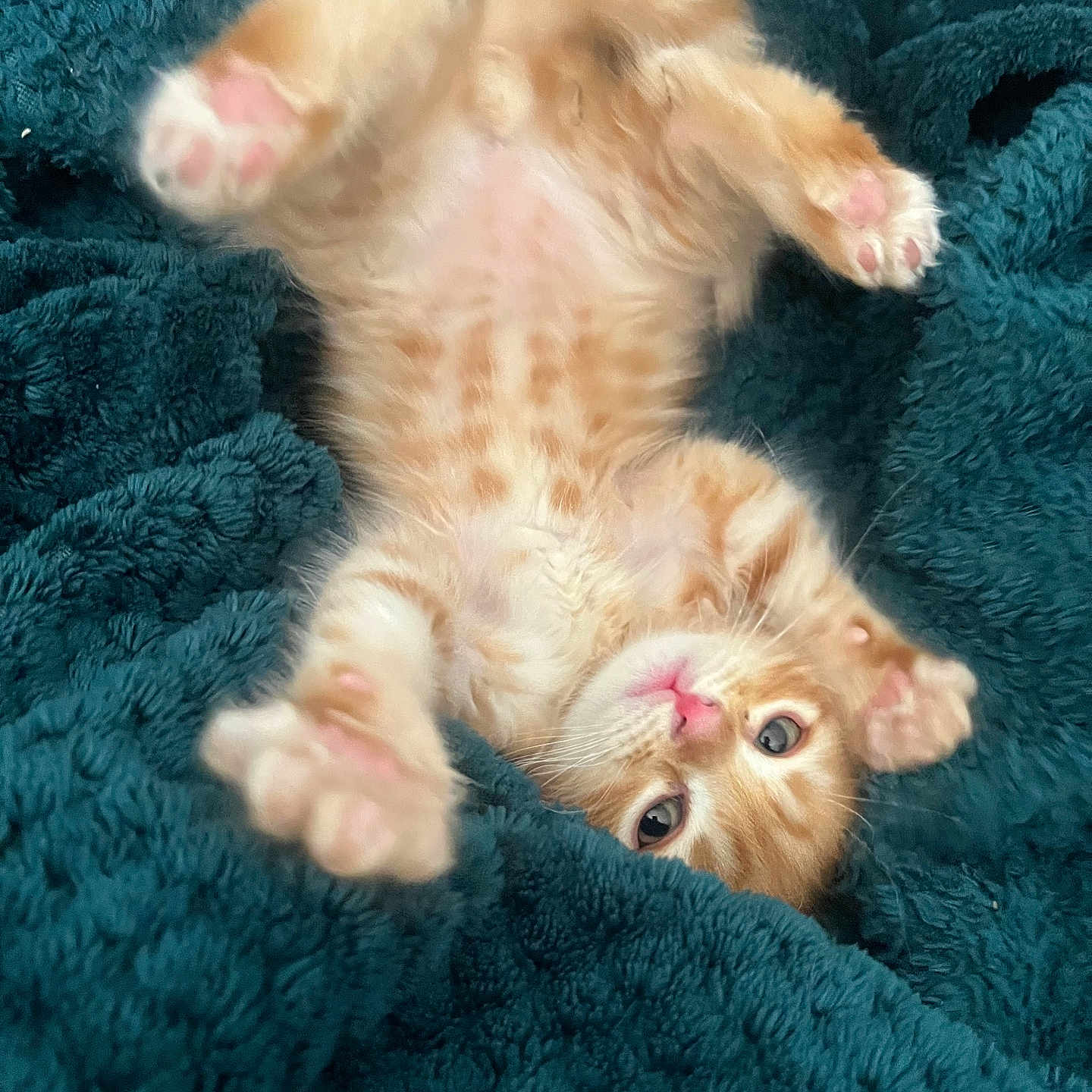 Garfield participe au concours pour gagner de l'argent avec cette photo : abyssinian, animal, blanket, canine, cat, dog, kitten, manx, person, pet, puppy, quilt, sleeping